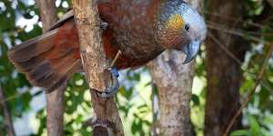 The kaka (not be confused with the kea).