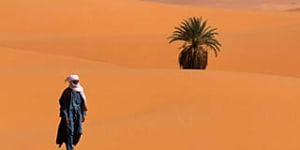 Well-trodden route ... walking in the dunes of the Libyan Sahara.