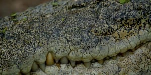 Wildlife officers kill crocodile that attacked two Australian soldiers