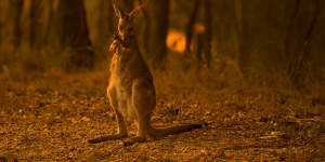 An eastern grey kangaroo licks burnt paws after escaping from the Liberation Trail fire,visible at the rear,near Nana Glen,NSW,in November. 