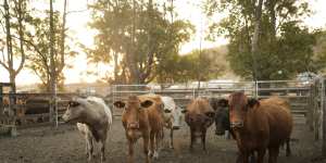Australian beef exports to China reached new highs in October,topping 30,000 tonnes for the month.