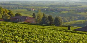 Rural Vonnas:Local vineyards supply some of the 130,000 bottles of wine in Restaurant George Blanc's cellar.