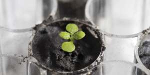 An arabidopsis plant was grown in lunar soil gathered when American astronauts landed on the moon. 
