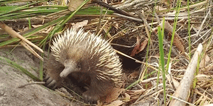 A family of foxes watches a burrow as a female echidna hides her young inside,eventually making off with the baby. 