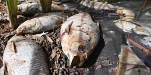 Days after a mass fish kill in the Darling River at Menindee,hundreds of carcasses remain,stinking and rotting.
