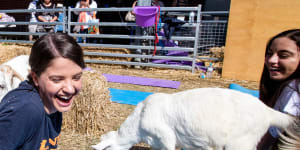 What to see at the Ekka:floral beards,flying pigs and drag queen bingo