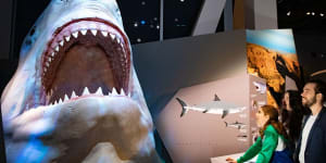 A shark exhibit at WA Museum Boola Bardip Perth. 