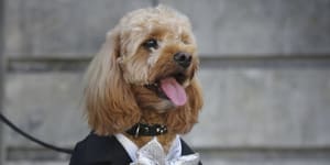 Oscar the cavoodle pictured at an event for opera production La Boheme in 2018.