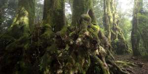 Antarctic beech (Nothofagus moorei),a link to the ancient forests of Gondwana,in Springbrook National Park in Queensland.