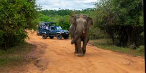 Think beyond Africa. The unexpected safari destination you should explore