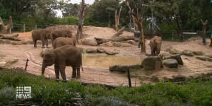 There are three baby elephants on the way at Melbourne Zoo.