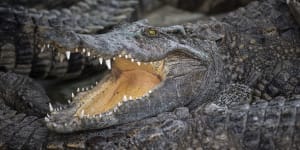 Man rescued from crocodile infested water in WA’s far north