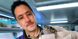 ‘A beacon of hope’:Frog-saving push spawns zoo’s $500k breeding centre