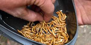 Survival might entail snacking on live meal worms. Try stopping at one.