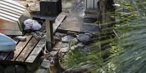 A deer spotted on October 22 in the mangrove swamps of the Port Hacking estuary at Grays Point.