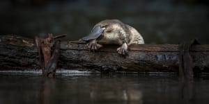 Dashed hope:No platypuses left in the Royal National Park,research confirms