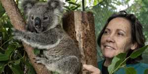 Liz McLeod,care co-ordinator at the Friends of the Koala rehabilitation centre,with Troppo,a 10-month-old joey found at the base of a tree.