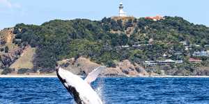 The cooler months see a spike in humpback whale sightings.