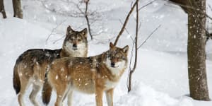 ‘Too successful’:European farmers want end to wolf protection