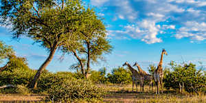 Giraffes in the Kruger National Park.