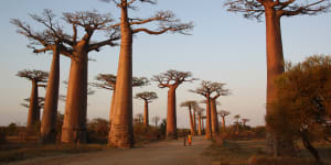 After counting Earth’s trees,scientists say thousands more species to be discovered