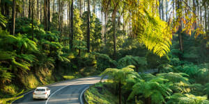 Driving along the Black Spur.