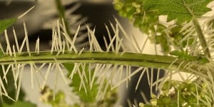 Stinging plant offers insights into preventing pain