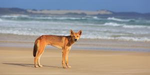 Boy bitten by dingo on K’gari at camping ground