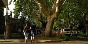 Scientists have studied which trees will struggle under warmer conditions,and plane trees,pictured in Surry Hills,are at risk.