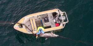 ‘Pointless killing’:Tangled dolphin at Bondi dies days before shark net removal