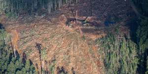 A logging coupe in swift parrot habitat in south-eastern Tasmania.