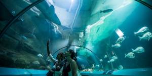 The majority of animals will be relocated to aquariums in Sydney,Mooloolaba and Melbourne. 