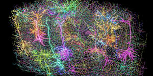 A digital representation of neurons in a section of a mouse’s brain,part of a project to create the largest map to date of brain wiring and function.