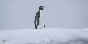 Antarctic animals like this Adelie penguin are at higher risk of suburn and even skin cancers,scientists have found.