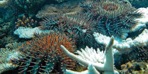 The crown-of-thorns starfish is a major threat to the Great Barrier Reef.