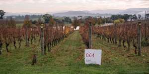 The Oakridge Wines vineyard in the Yarra Valley,Vic.