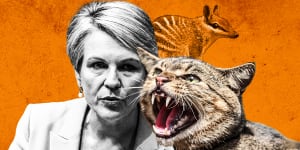 Environment and Water Minister Tanya Plibersek is developing a new plan to tackle feral cats,as she reveals that the list of native wildlife threatened with extinction grows. 