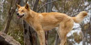 Kyabram Fauna Park dingo.