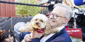 Opposition Leader Anthony Albanese went for some animal magnetism at a polling site at Carnegie Primary School in the Victorian seat of Higgins on Saturday morning. With dog Toto and the rest of his family in tow,Albanese made a final appeal to voters in the marginal seat held by Liberal Katie Allen. After his early start in Melbourne,Albanese was home to NSW by lunchtime to cast his vote.
