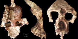 8.7-million-year-old skull suggests we didn’t evolve in Africa after all