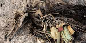 An adult flesh-foooted shearwater (Puffinus carnipes) impacted by marine plastics on Lord Howe Island.