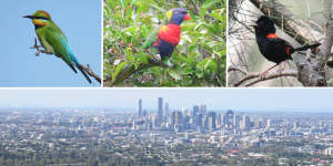 This bird has flown:Why Brisbane is losing its most vibrant feathered fauna