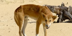 Problem dingo believed responsible for child attacks at Karijini