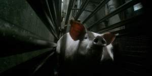 A screenshot from hidden camera footage taken by activists at the Benalla abattoir.