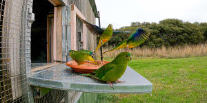 Orange-bellied parrots being released.