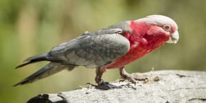 Worker awarded payout after he was fired for killing boss’ pet galah