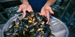 Victoria’s mussel industry is tiny by international standards,but local farmers say there is much room to grow. 