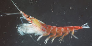 In demand:krill,a tiny crustacean high in protein.