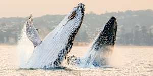 Two humpback whales breaching off near Manly earlier this week.