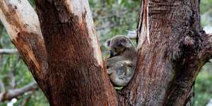 Environment Minister Sussan Ley has announced the koala has been added to the list of endangered animals. 